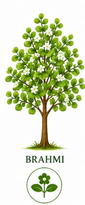 Brahmi Ayurvedic herb tree with green leaves and white flowers for scalp nourishment and stronger hair roots